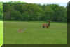Elkdeer.jpg (152716 bytes)