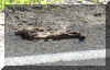 NotSureOld.jpg (334492 bytes)