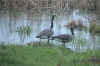 goos009.JPG (276305 bytes)