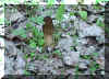 mushroom.jpg (334551 bytes)